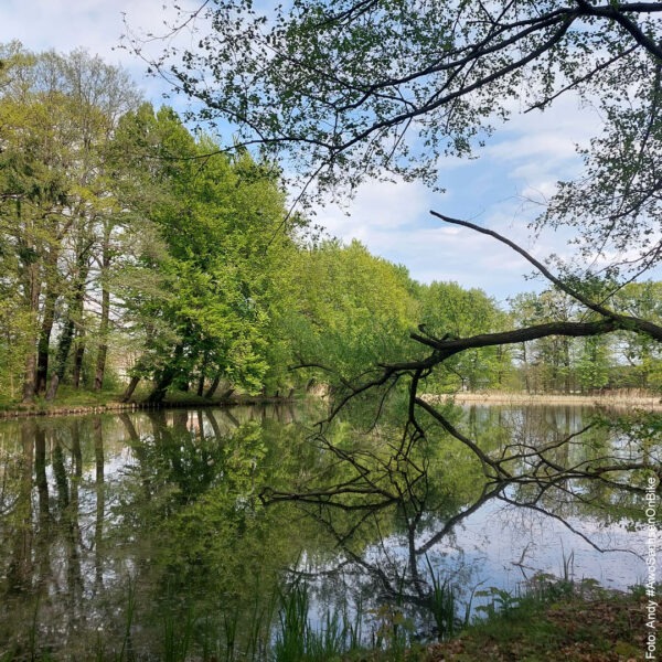 Ein See im Wald an einem sonnigen Frühlingstag