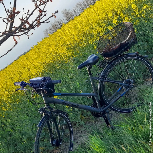 Fahrrad im Rapsfeld