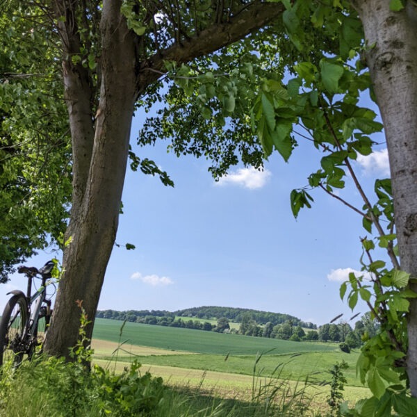 Blick durch zwei Bäume auf ein Feld, an der Seite ein Fahrrad