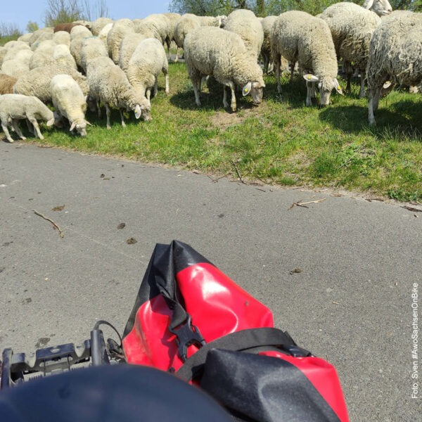 Fahrrad vor einer Schafsherde