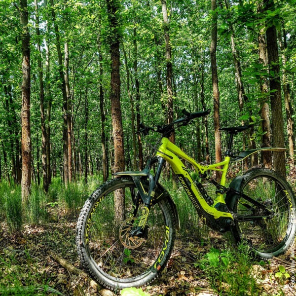 Fahrrad vor idyllischer Waldkulisse