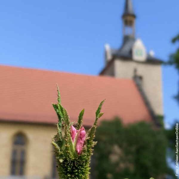 wunderschöne Blüte scharf gestellt, im Hintergrund eine Kirche