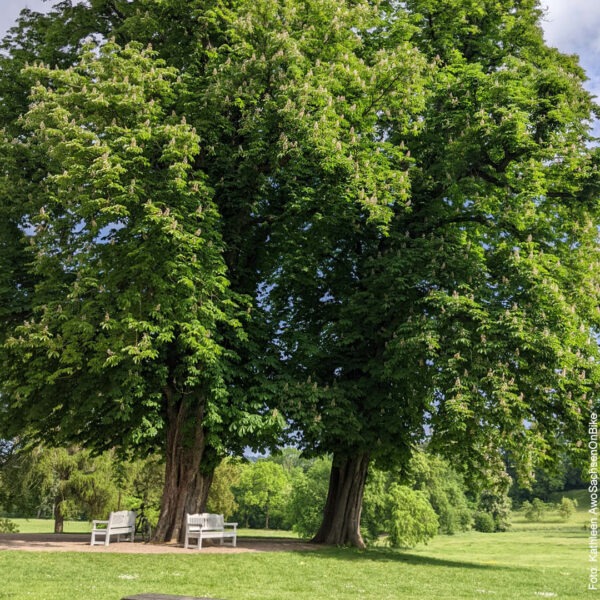 zwei große grüne Bäume in einem Park