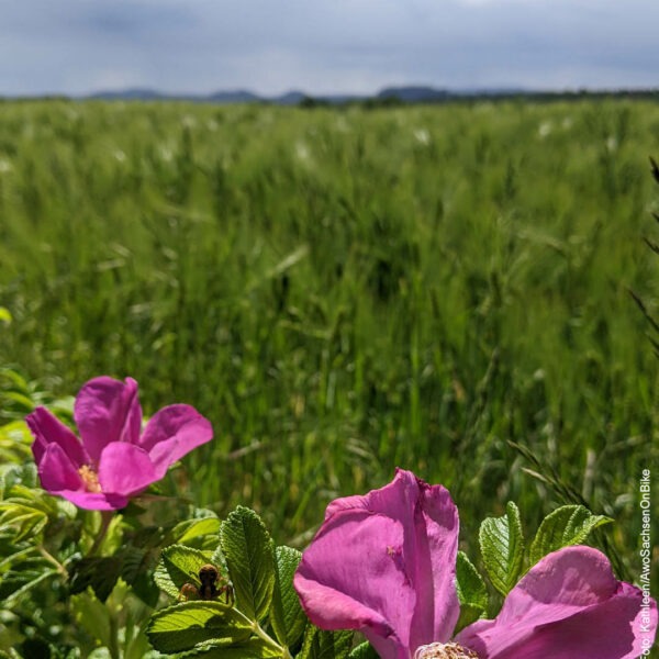Pinke Frühlingsblumen, im Hintergrund eine Wiese
