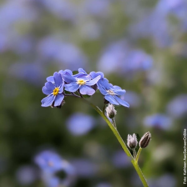 Eine schöne blaue Blume in Nahaufnahme