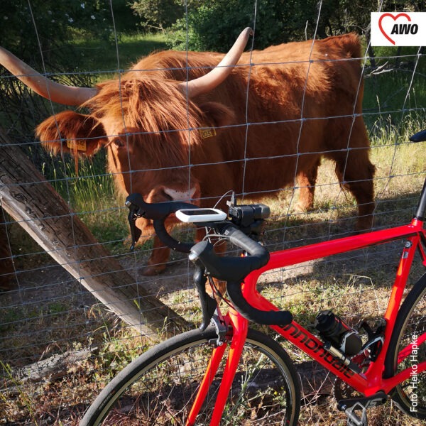 rotes Fahrrad lehnt an einem Zaun dahinter ein Bulle