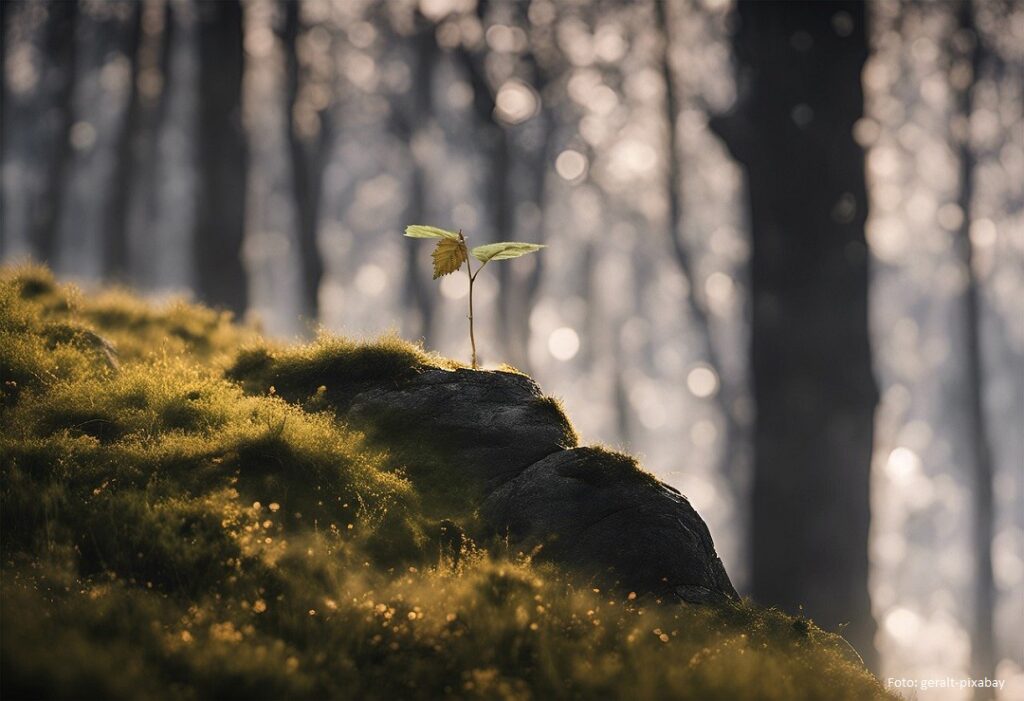 Eine kleine Pflanze steht im Wald
