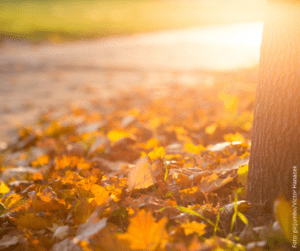 Herbstliches Laub in der untergehenden sonne