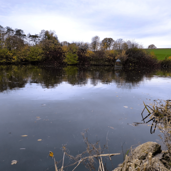 Wohlfühllabor_ein Teich im herbstlichen Grau