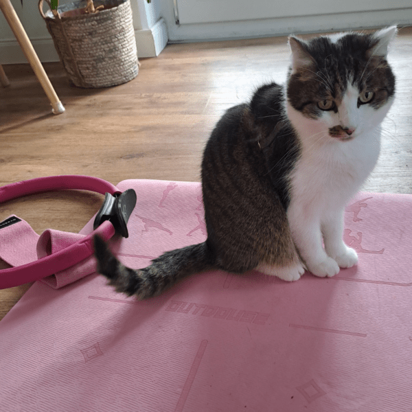 Wohlfühllabor_Katze auf Yogamatte