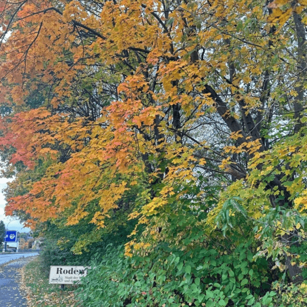 Wohlfühllabor_herbstlich gefärbte Bäume am Straßenrand
